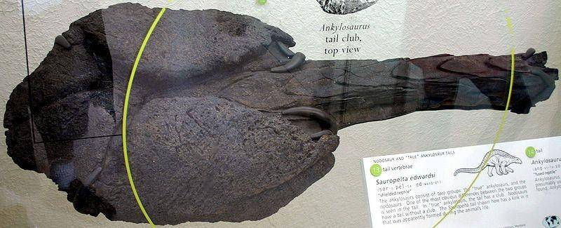 Fosil ekor ankylosaurus di American Museum of Natural History (dok. Wikimedia Commons)