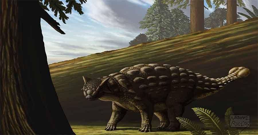 Ilustrasi ankylosaurus dengan ekor bulatnya (dok. the-dinosaurs.com