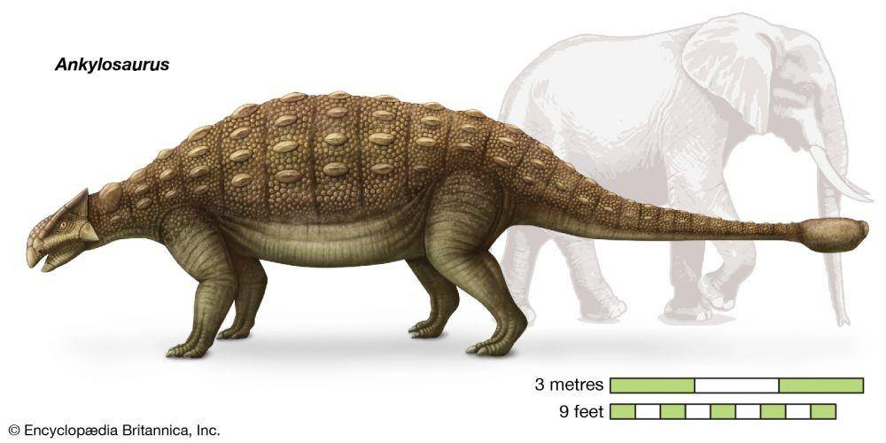 Perbandingan ukuran tubuh ankylosaurus dengan gajah (dok. Britannica)