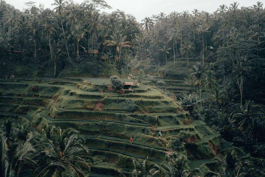 Ubud (unsplash.com/Radoslav Bali)