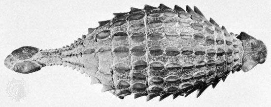Bagian punggung ankylosaurus yang dilapisi oleh tulang (dok. Britannica)