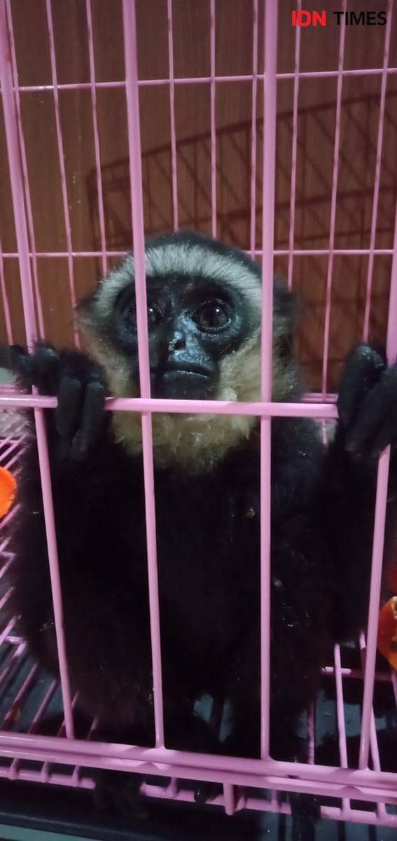 Satwa owa ungko yang berhasil diamankan petugas BKSDA Sumbar. Doc. IDN Times