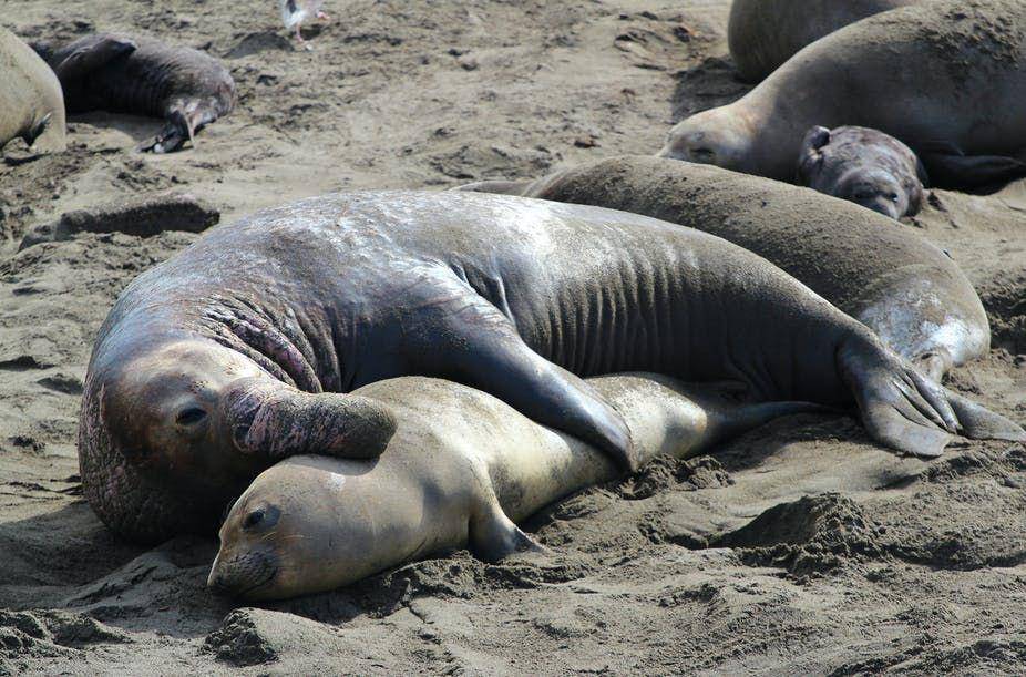 gajah laut jantan berukuran jauh lebih besar dibanding betina (theconversation.com)