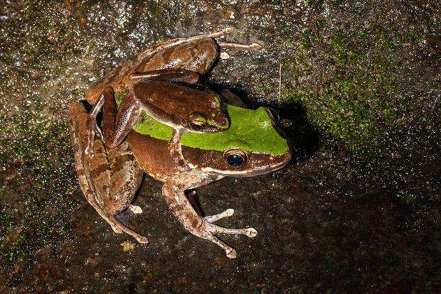 katak cascade hijau jantan berukuran lebih kecil dibanding betina (wildcreatureshongkong.org)