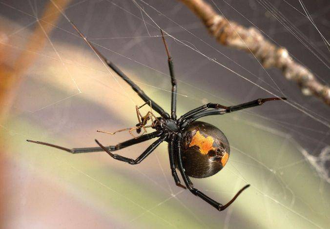 laba-laba black widow jantan jauh lebih kecil daripada si betina (nationalgeographic.com)