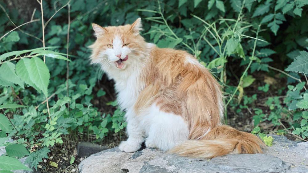 kucing anggora (unsplash.com/CHEN JIAN)
