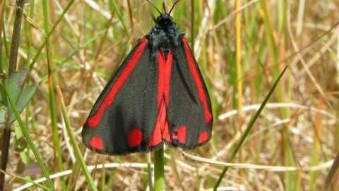 ilustrasi ngengat cinnabar (wildlifetrust.org)