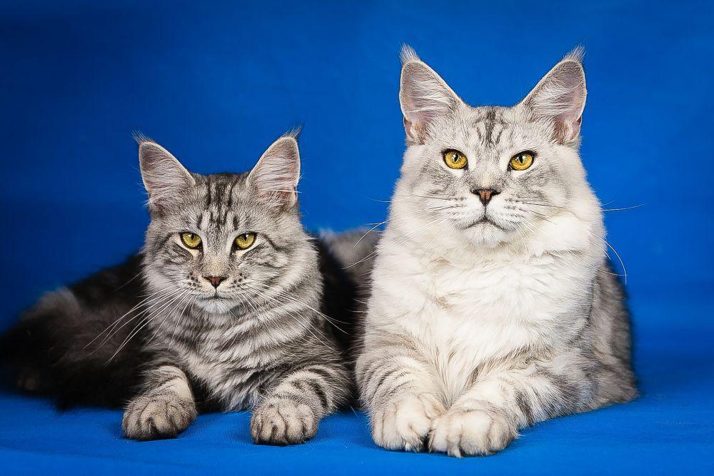 Tahu Gak Sih? 17 Ras Kucing Rumahan Ini Ternyata Langka Banget