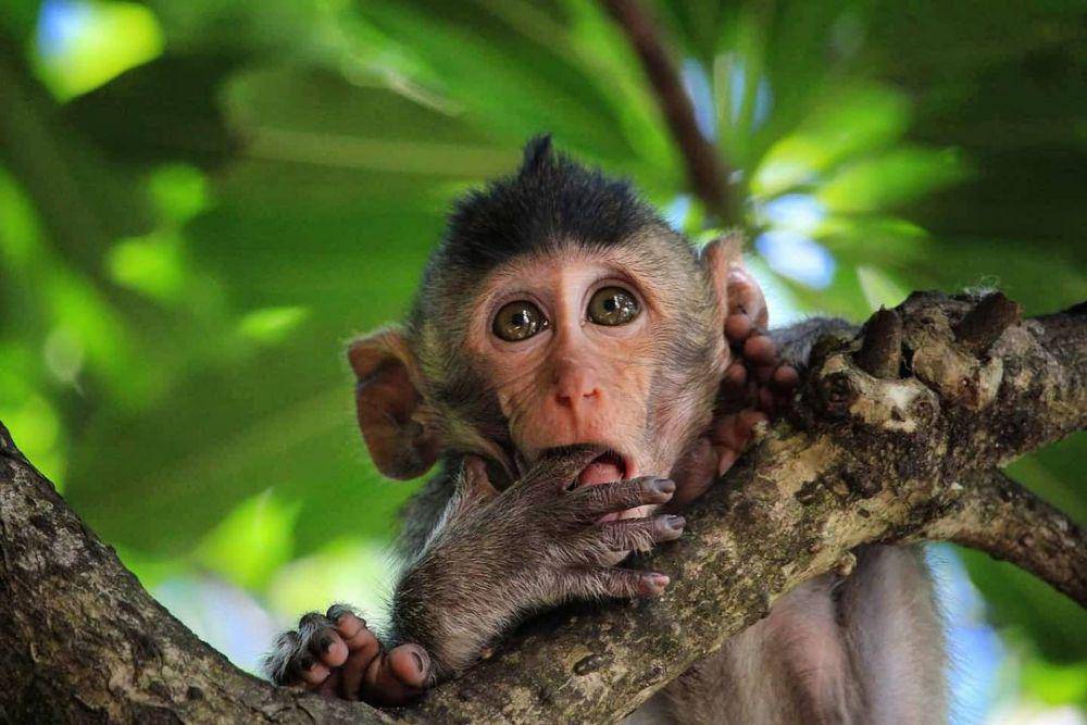 Monkey Island (instagram.com/roffgarcia)