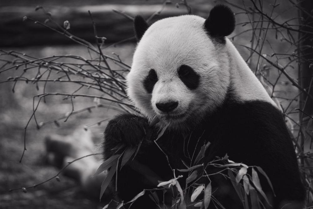 Kenapa Panda Berwarna Hitam-Putih? Ini Penjelasannya