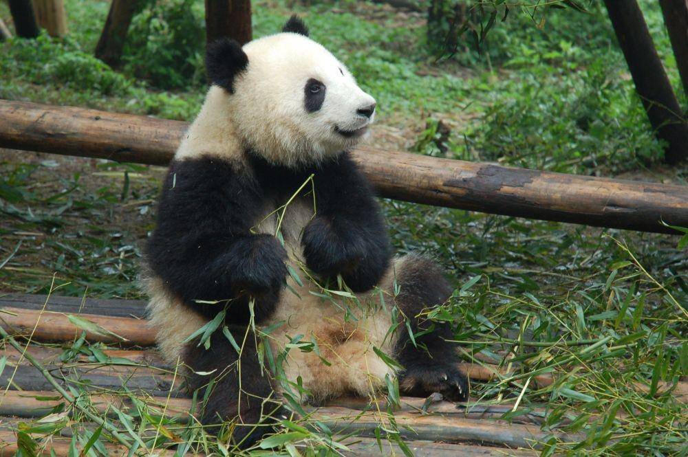 Seekor panda yang sedang memegang daun bambu (pexels.com/Bryan Petty)