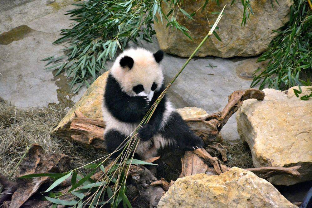 Seekor panda dengan bambu (pexels.com/Mark de Jong)