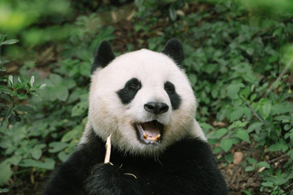 Seekor panda sedang memakan bambu (pexels.com/.M.Q Huang)