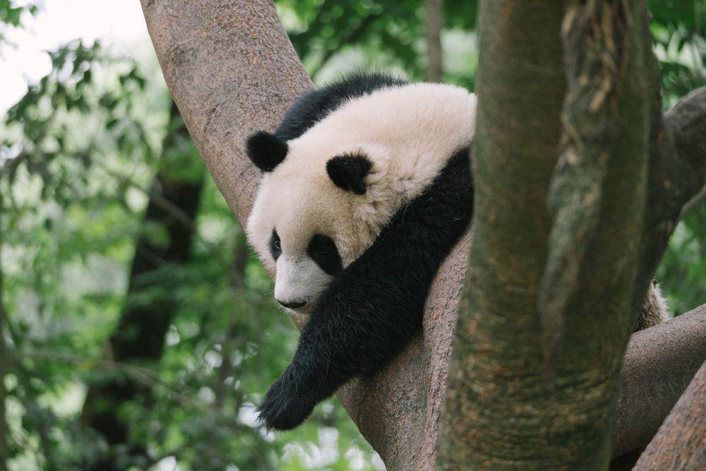 Panda yang sedang berada di atas pohon (pexels.com/.M.Q Huang)