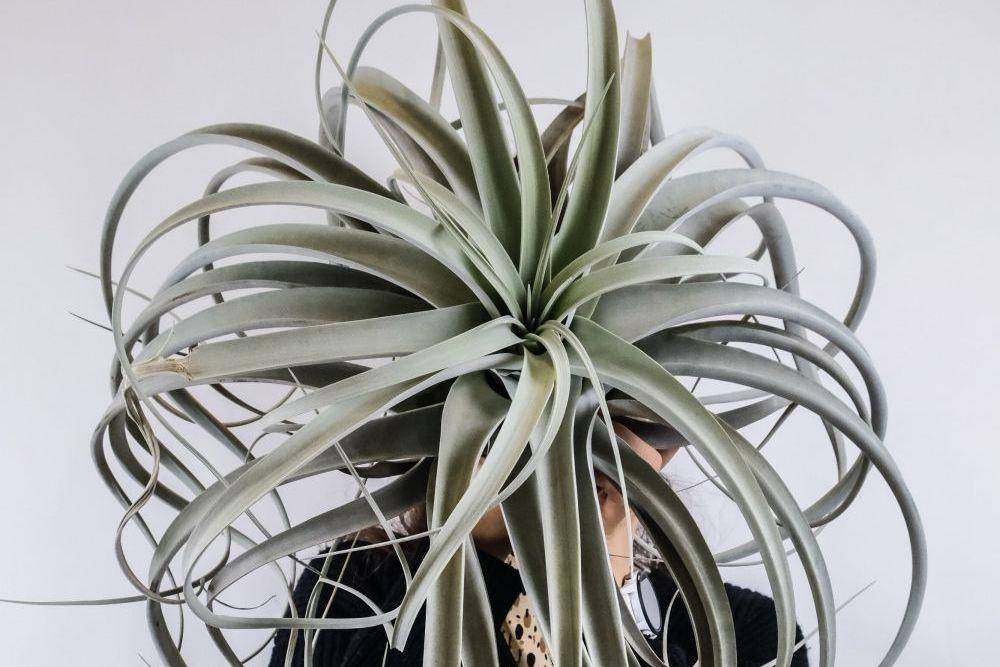 tillandsia ukuran dewasa (unsplash.com/SeverinCandrian)