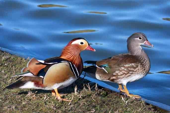 bebek mandarin jantan berbulu lebih indah daripada betina (treehugger.com)