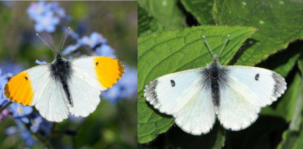 kupu-kupu orange tip jantan dan betina (butterfly-conservation.org | guypadfield.com)