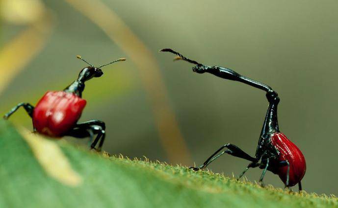weevil jerapah jantan berleher lebih panjang daripada betina (srimathumitha.com)
