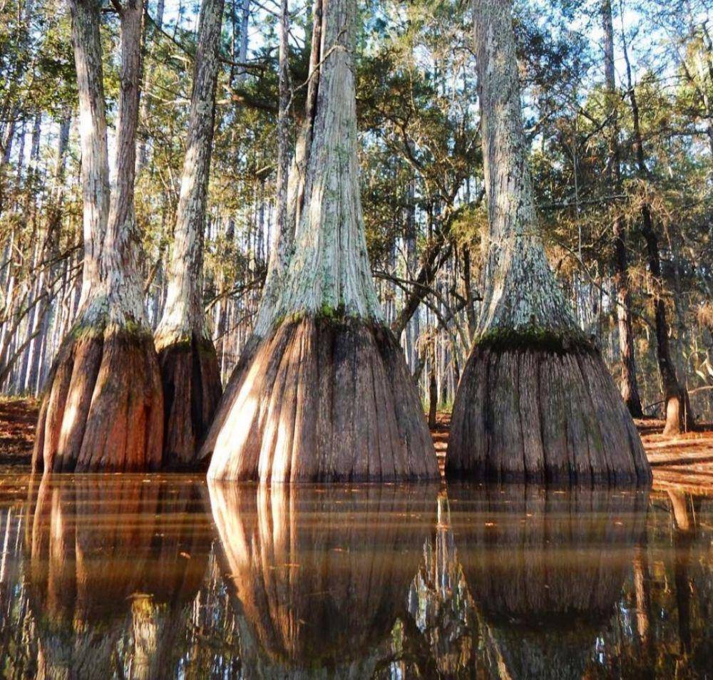 Apalachicola National Forest (instagram.com/ven0mous)