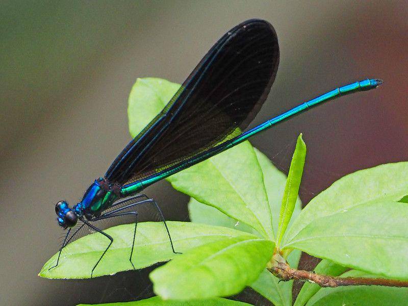 potret capung Ebony Jewelwing (flickr.com/Judy Gallagher)