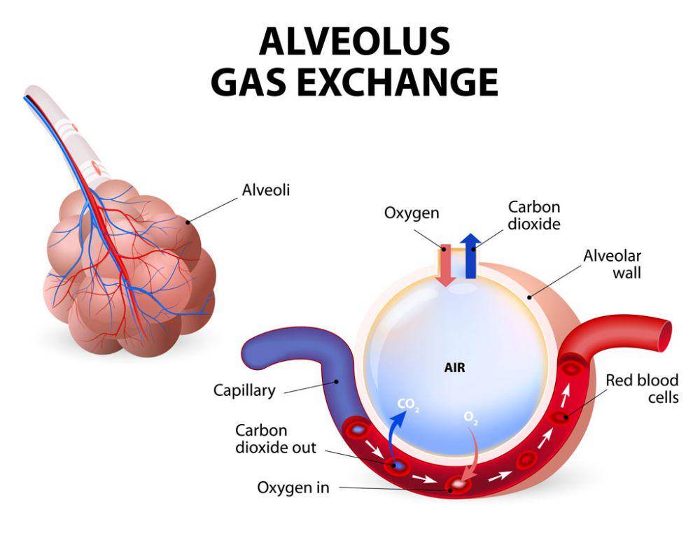 ilustrasi pertukaran oksigen dan karbon dioksida di alveolus dalam paru-paru manusia (pedilung.com)