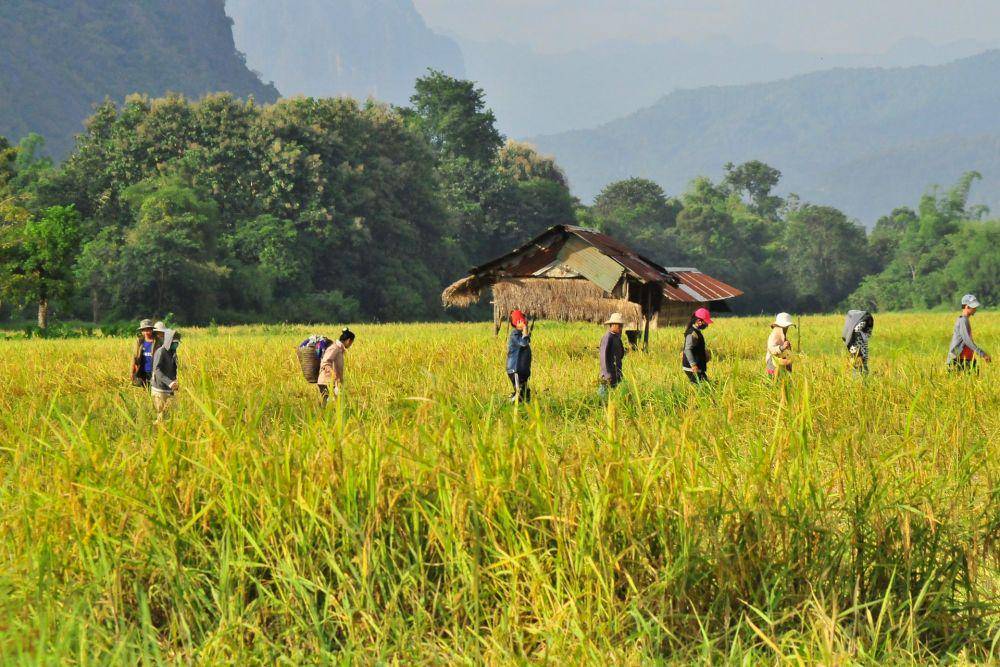 Potret petani yang sedang bekerja di sawah. (unsplash.com/Boudewijn Huysmans)