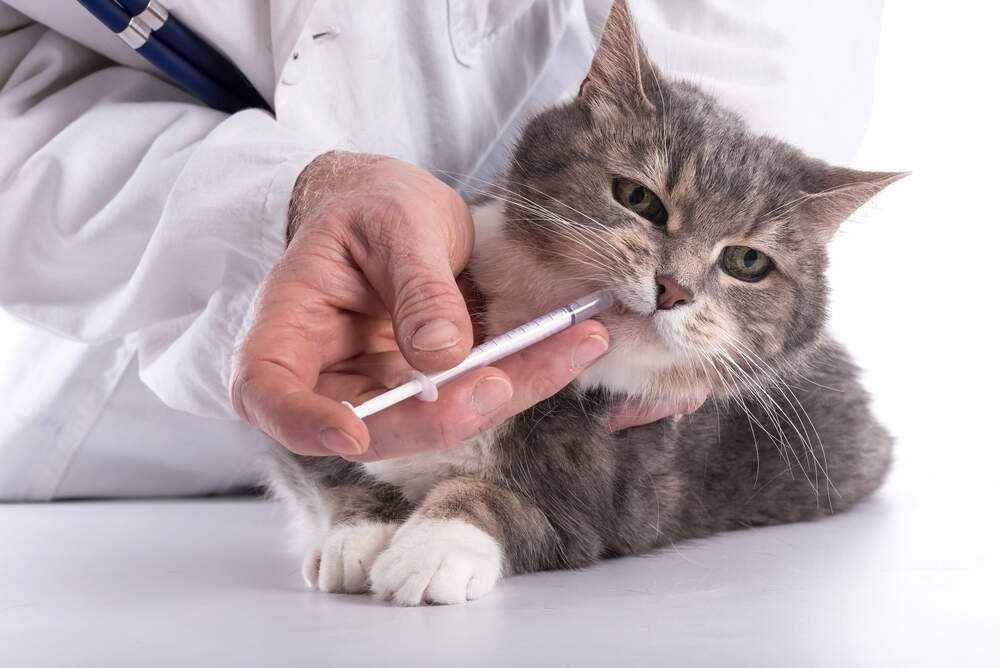 ilustrasi pemberian antibiotik (adamspetcare.com)