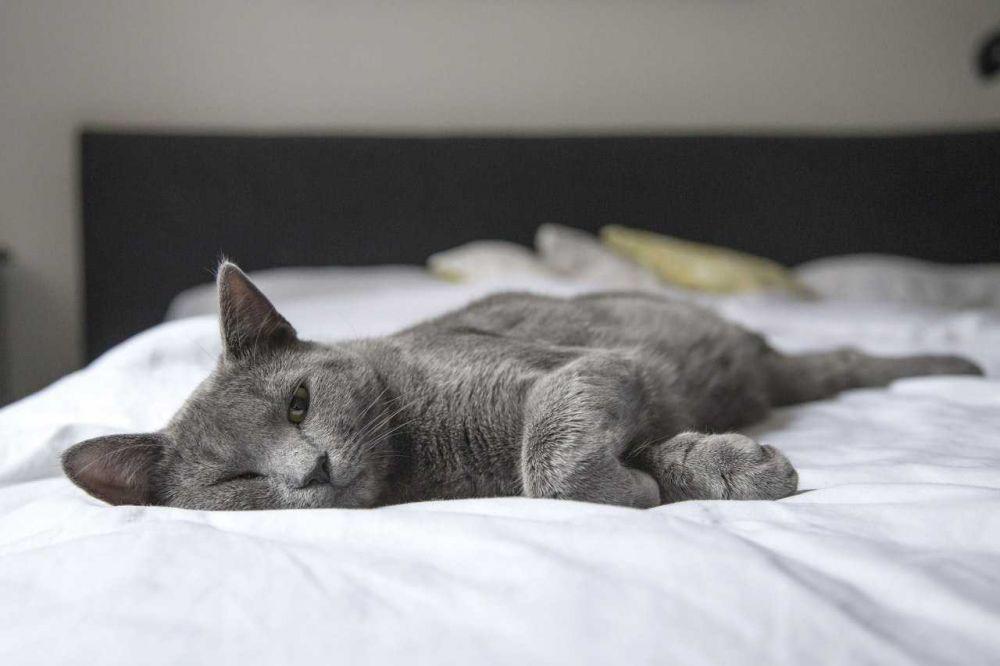 6 Fakta Medis Salmonellosis pada Kucing