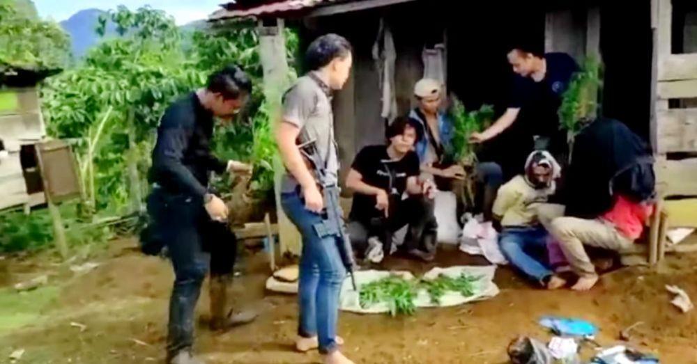 Ayah dan Anak Kompak Tanam Ganja di Bukit Barisan Seluas 1,5 Hektare