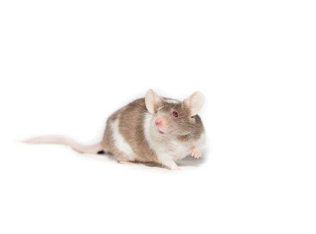 ilustrasi seekor tikus putih (unsplash.com/Kanashi)