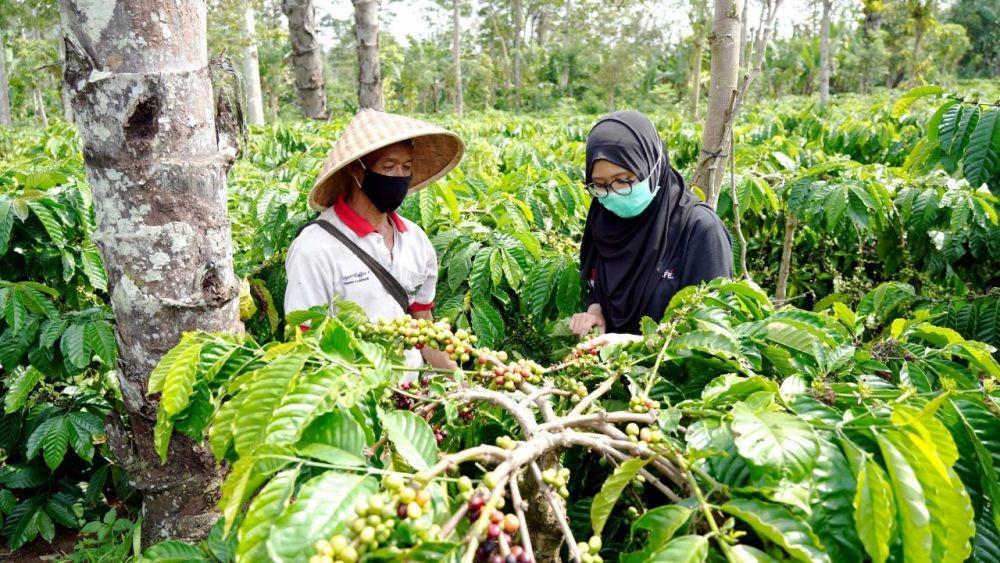 Petani kopi di Tanggamus terima penghargaaan dalam rangka perayaan 50 tahun Nestlé di Indonesia, Kamis (4/11/2021). (IDN Times/Istimewa).