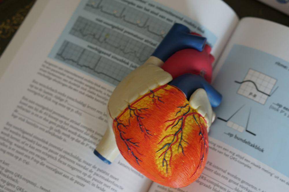 ilustrasi torso jantung manusia di atas sebuah buku (unsplash.com/Robina Weermeijer)