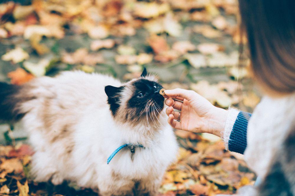 ilustrasi memberi makan kucing (unsplash.com/freestocks)