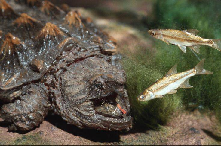 kura-kura snapping aligator memancing mangsa dengan lidahnya (saportareport.com)