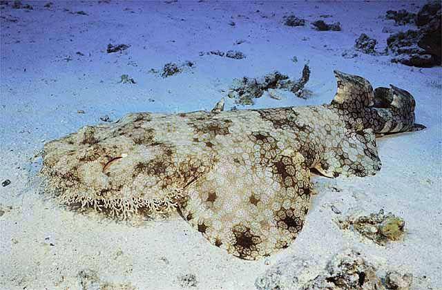 tasselled wobbegong (marinethemes.com)