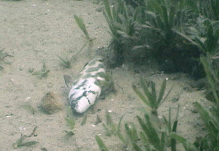 ikan cichlid berpura-pura mati (pbs.org)