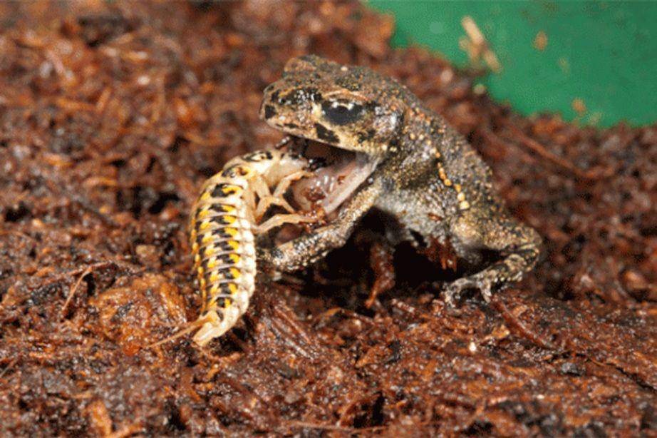 larva kumbang epomis memangsa katak (nationalgeographic.com)