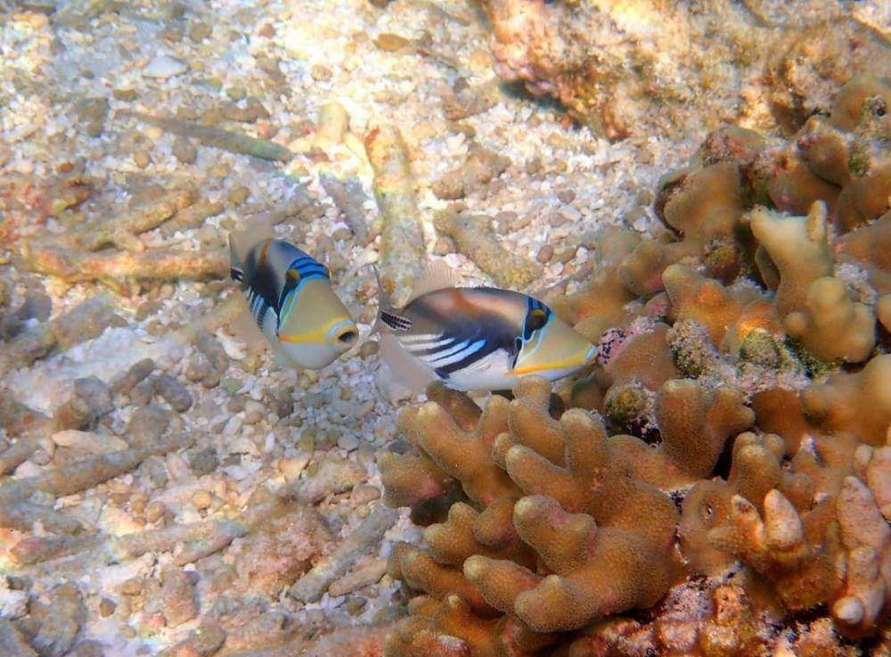 Pantai Amilla Fushi (instagram.com/dominikunderwater)