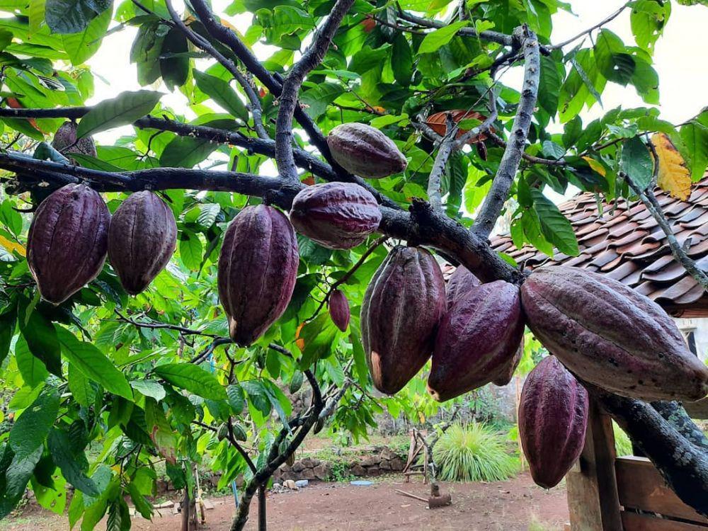 Griya Cokelat Nglanggeran (instagram.com/griya.cokelat.nglanggeran)