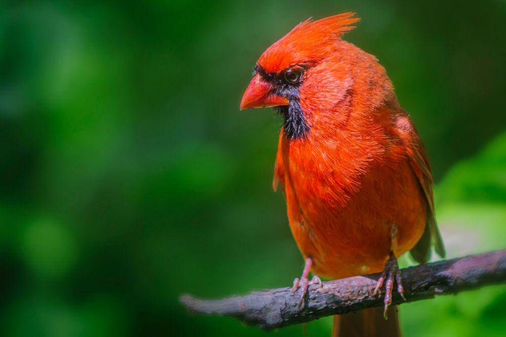 Burung Kardinal Utara (Unsplash.com/Ahmer Kalam)