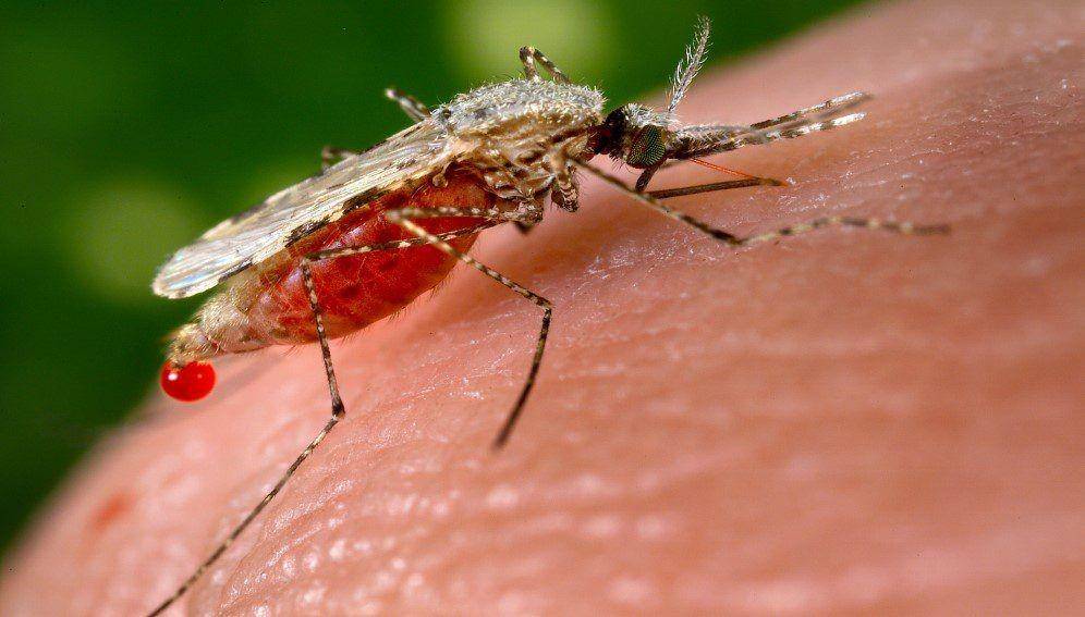 ilustrasi gigitan nyamuk yang sebabkan malaria (scidev.net/Dr. William Collins)