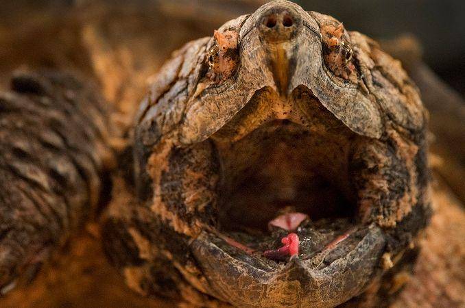 kura-kura snapping aligator (howstuffworks.com)