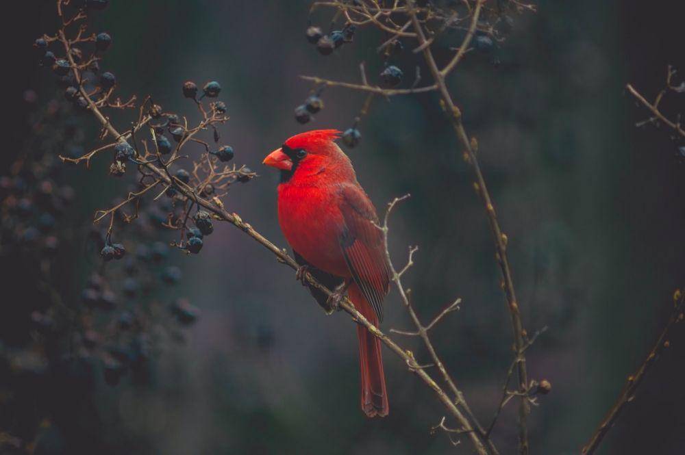 Burung Kardinal Utara (Unsplash.com/Timothy Dykes)