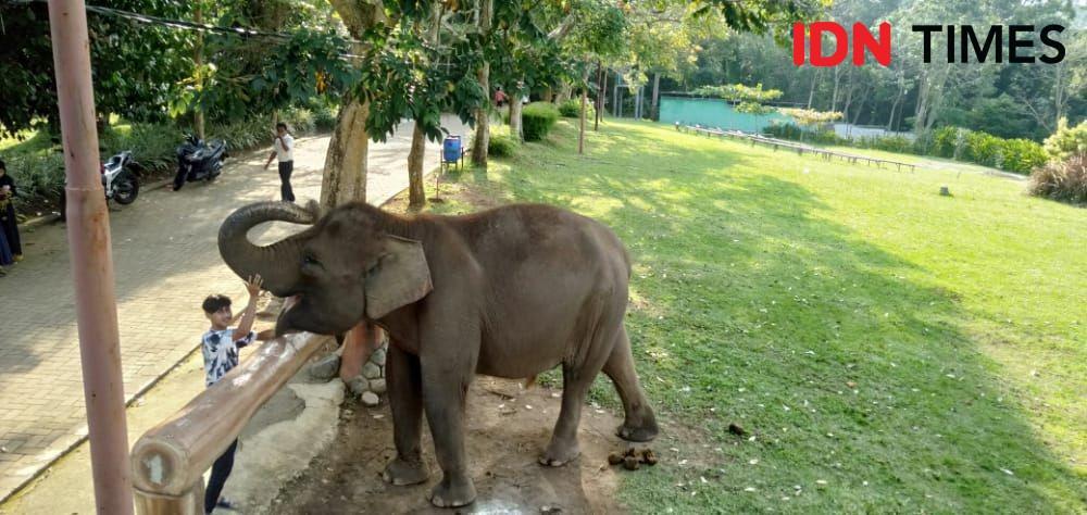 Liburan Seru di Lembah Hijau, Ada Taman Bermain dan Foto bareng Gajah