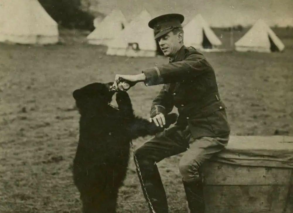 6 Fakta Winnipeg, Beruang Imut Inspirasi Winnie The Pooh