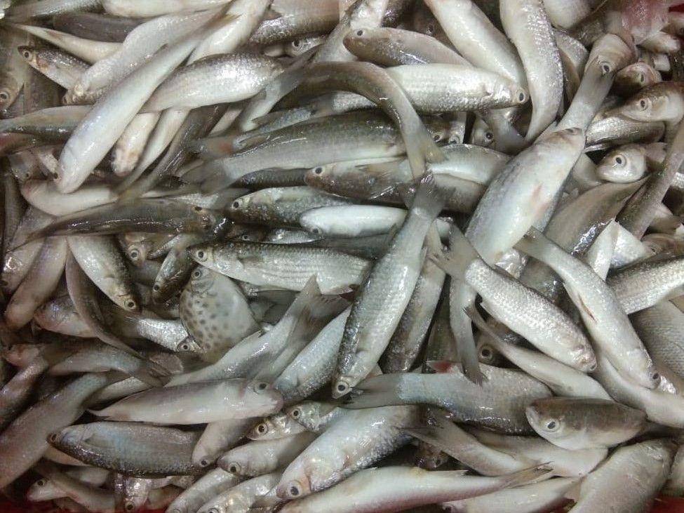 ikan belanak (instagram.com/glueckuniversal)