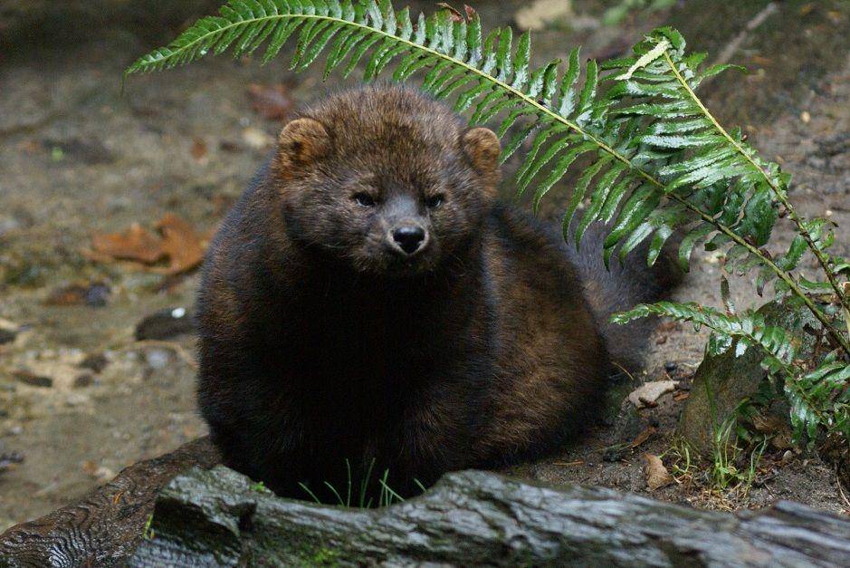 seekor fisher cat (Pacific Southwest Region USFWS/Bethany Weeks via commons.wikimedia.org)