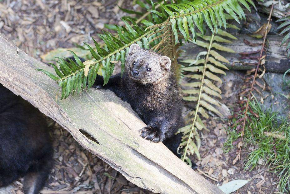 seekor fisher cat di batang pohon (Mount Rainier National Park/Emily Brouwer via commons.wikimedia.org)