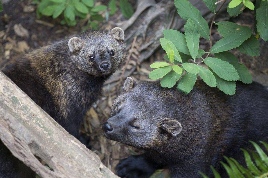 dua ekor fisher cat di antara dedaunan (Mount Rainier National Park/Emily Brouwer via commons.wikimedia.org)