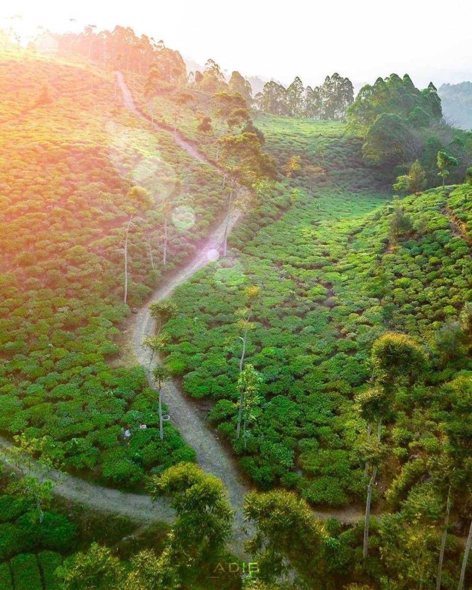Perkebunan Teh Jamus (instagram.com/adib_setyo)